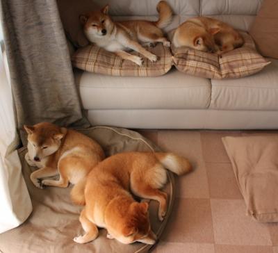 阿克一剑封喉！阿尔及利亚苦战爱尔兰背后的铁血与谋略