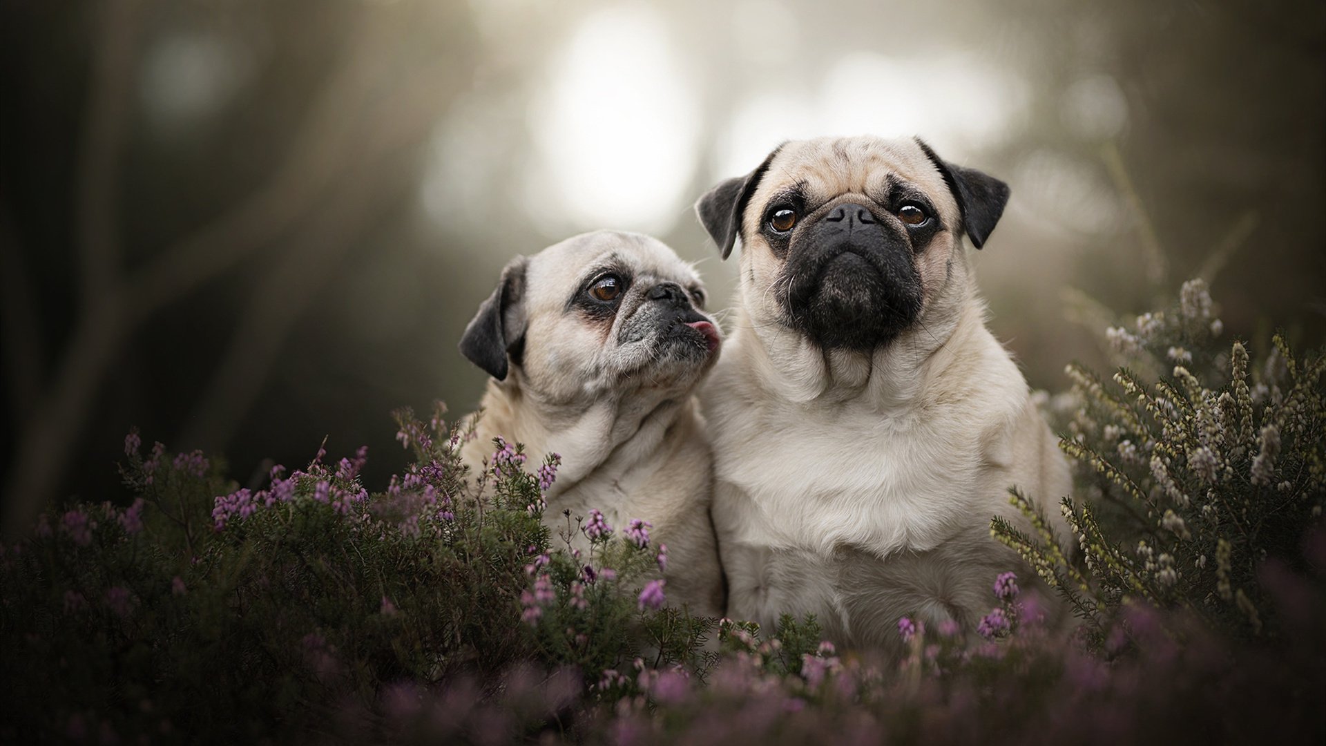 开云体育下载-哈利伯顿独舞京城！北京队防线在他面前土崩瓦解，勇士轻取国际友谊赛胜利