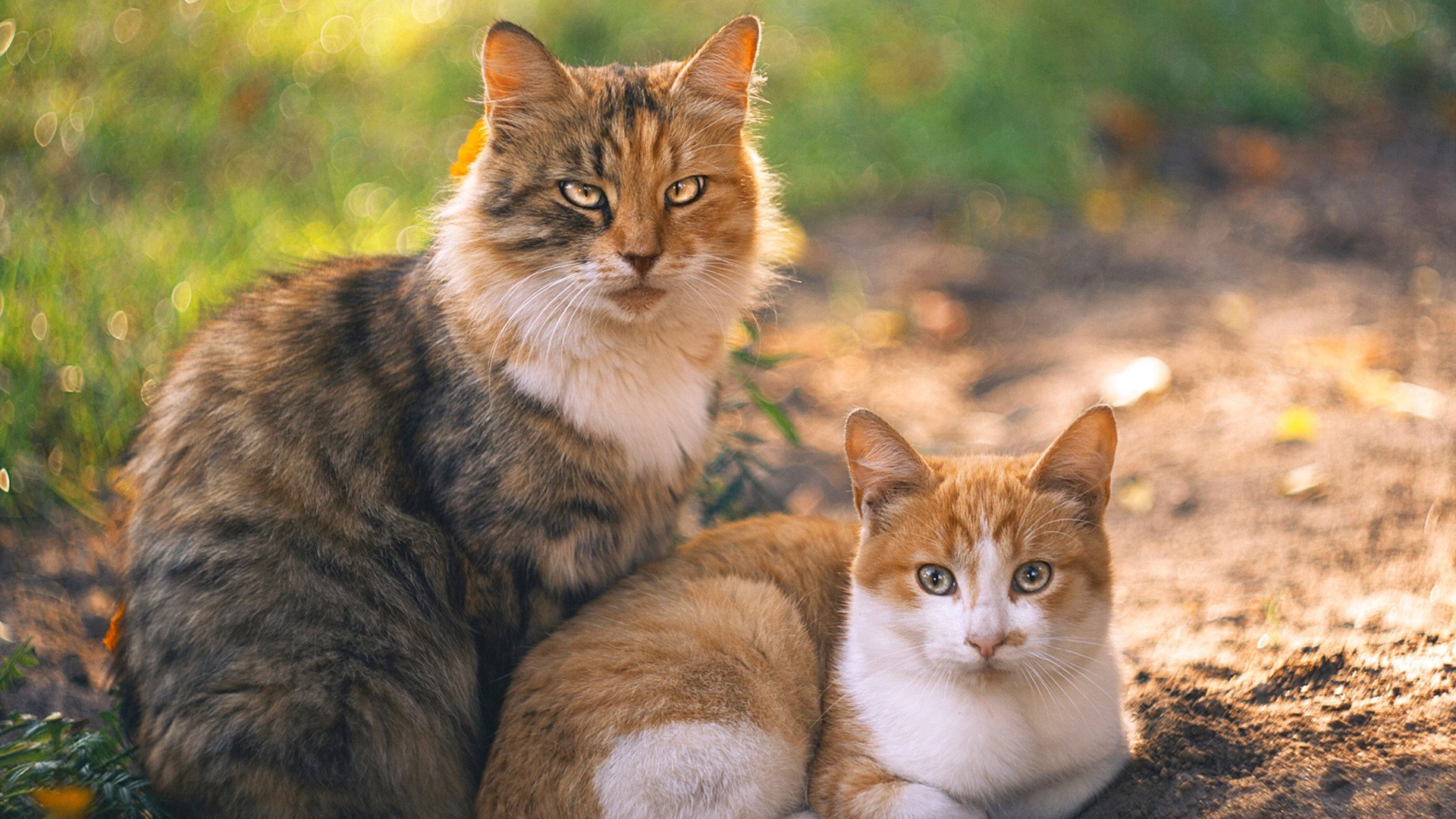 东契奇解锁万分里程碑，魔术掀翻太阳凸显联盟新格局