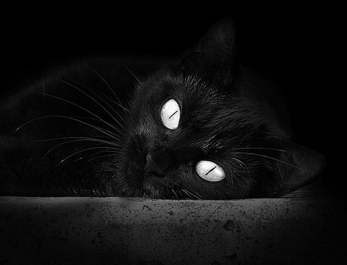 开云APP-跨界狂想，当达拉斯独行侠遇上辽宁男篮—2026世界杯的奇幻对决